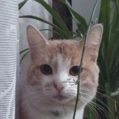 Подробнее об объявлении «Пропал кот срочно    Москва» Фото: пропала кошка  «Пропал кот срочно    Москва» в г. Москва