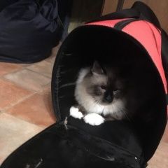 Подробнее об объявлении «Пропал кот, ул. народного ополчения Москва» Фото: пропала кошка  «Пропал кот, ул. народного ополчения Москва» в г. Москва