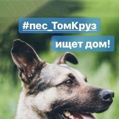 Подробнее об объявлении «Пропала собака кобель, кличка том. Москва» Фото: пропала собака  «Пропала собака кобель, кличка том. Москва» в г. Москва