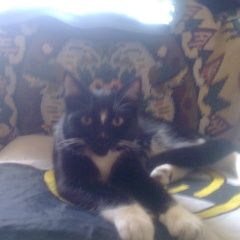 Подробнее об объявлении «Пропала кошка , ул. братеевская Москва» Фото: пропала кошка  «Пропала кошка , ул. братеевская Москва» в г. Москва