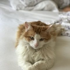 Подробнее об объявлении «Нахабино Пропал кот» Фото: пропала кошка  «Нахабино Пропал кот» в г. Нахабино