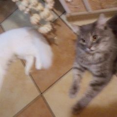 Подробнее об объявлении «Пропал кот шотландский Смоленск» Фото: пропала кошка Сибирская «Пропал кот шотландский Смоленск» в г. Смоленск