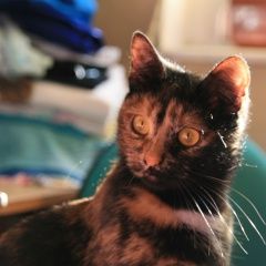 Подробнее об объявлении «Пропала кошка муся в солнцево Москва» Фото: пропала кошка  «Пропала кошка муся в солнцево Москва» в г. Москва
