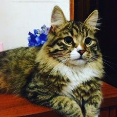 Подробнее об объявлении «Пропал кот Краснодар» Фото: пропала кошка  «Пропал кот Краснодар» в г. Краснодар