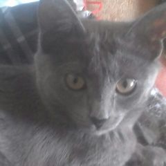 Подробнее об объявлении «Липецк Пропала кошка 19.09.2018 года» Фото: пропала кошка  «Липецк Пропала кошка 19.09.2018 года» в г. Липецк