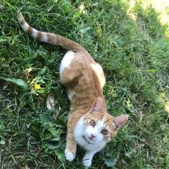 Подробнее об объявлении «Пропал кот Москва» Фото: пропала кошка  «Пропал кот Москва» в г. Москва