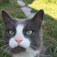 Подробнее об объявлении «Пропал кот шаликово, м/б дошёл до дорохово/тучково Можайск» Фото: пропала кошка  «Пропал кот шаликово, м/б дошёл до...» в г. Можайск