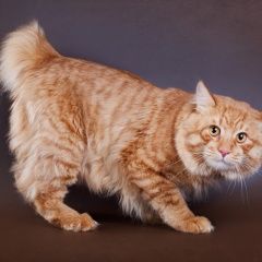 Подробнее об объявлении «Ногинск Пропал кот курильский бобтейл» Фото: пропала кошка Курильский бобтейл «Ногинск Пропал кот курильский бобтейл» в г. Ногинск