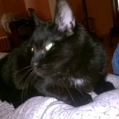 Подробнее об объявлении «Пропала кошка чёрная кошка в зелёном ошейнике Мытищи» Фото: пропала кошка  «Пропала кошка чёрная кошка в зелёном ошейнике...» в г. Мытищи