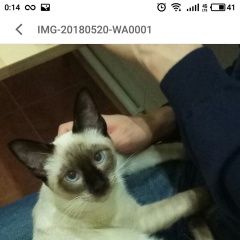 Подробнее об объявлении «Пропал кот белеутово, тайский кот Москва» Фото: пропала кошка Тайская «Пропал кот белеутово, тайский кот Москва» в г. Москва