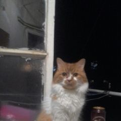 Подробнее об объявлении «Геленджик Пропал кот кличка персик или рыжий» Фото: пропала кошка  «Геленджик Пропал кот кличка персик или рыжий» в г. Геленджик