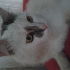 Подробнее об объявлении «Пропал кот помогите Москва» Фото: пропала кошка  «Пропал кот помогите Москва» в г. Москва