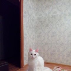 Подробнее об объявлении «Пропала кошка sos Москва» Фото: пропала кошка  «Пропала кошка sos Москва» в г. Москва