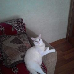 Подробнее об объявлении «Адлер Пропала кошка пожалуйста, обратите внимание» Фото: пропала кошка  «Адлер Пропала кошка пожалуйста, обратите внимание» в г. Адлер