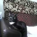 Подробнее об объявлении «Ковров Пропал кот домашний» Фото: пропала кошка  «Ковров Пропал кот домашний» в г. Ковров