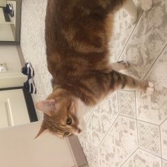 Подробнее об объявлении «Пропал кот Москва» Фото: пропала кошка  «Пропал кот Москва» в г. Москва