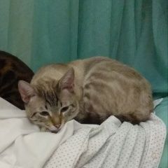 Подробнее об объявлении «Пропал кот Москва» Фото: пропала кошка  «Пропал кот Москва» в г. Москва