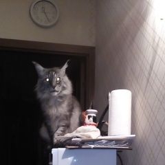 Подробнее об объявлении «Пропал кот большой друг для маленькой дочки Москва» Фото: пропала кошка Мейн-кун «Пропал кот большой друг для маленькой дочки Москва» в г. Москва