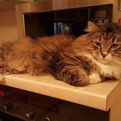 Подробнее об объявлении «Пропал кот Москва» Фото: пропала кошка  «Пропал кот Москва» в г. Москва