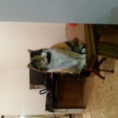 Подробнее об объявлении «Орел Пропала кошка внимание г.» Фото: пропала кошка Норвежская лесная «Орел Пропала кошка внимание г.» в г. Орел