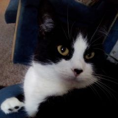 Подробнее об объявлении «Пропала кошка помогите найти кошечку. Москва» Фото: пропала кошка  «Пропала кошка помогите найти кошечку. Москва» в г. Москва