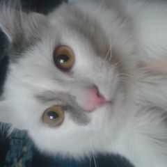 Подробнее об объявлении «Пропал котик на улице бирюлевская д.11 Москва» Фото: пропала кошка  «Пропал котик на улице бирюлевская д.11 Москва» в г. Москва