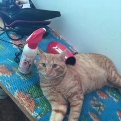 Подробнее об объявлении «Пропал кот рыжий кот Немчиновка» Фото: пропала кошка  «Пропал кот рыжий кот Немчиновка» в г. Немчиновка