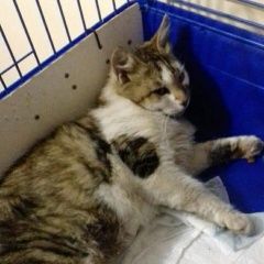 Подробнее об объявлении «Нижний Новгород Пропала кошка» Фото: пропала кошка  «Нижний Новгород Пропала кошка» в г. Нижний Новгород