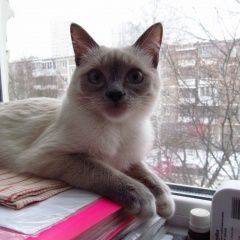 Подробнее об объявлении «Екатеринбург Пропала кошка тайская/сиамская» Фото: пропала кошка Тайская «Екатеринбург Пропала кошка тайская/сиамская» в г. Екатеринбург