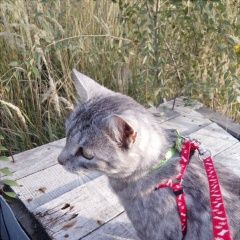 Подробнее об объявлении «Пропала кошка серая в полоску Москва» Фото: пропала кошка  «Пропала кошка серая в полоску Москва» в г. Москва