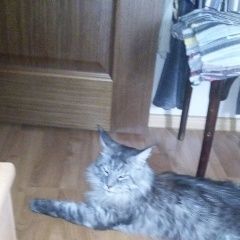 Подробнее об объявлении «Пропал кот большой друг для маленькой дочки Москва» Фото: пропала кошка Мейн-кун «Пропал кот большой друг для маленькой дочки Москва» в г. Москва