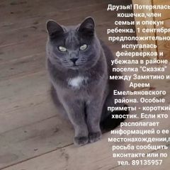 Подробнее об объявлении «Красноярск Пропала кошка член семьи и опекун ребенка» Фото: пропала кошка  «Красноярск Пропала кошка член семьи и опекун...» в г. Красноярск