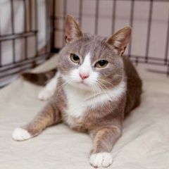 Подробнее об объявлении «Пропала кошка Москва» Фото: пропала кошка  «Пропала кошка Москва» в г. Москва