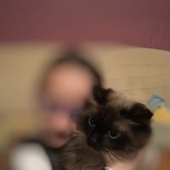 Подробнее об объявлении «Пропал кот невский маскарадный Мытищи» Фото: пропала кошка Невская маскарадная «Пропал кот невский маскарадный Мытищи» в г. Мытищи