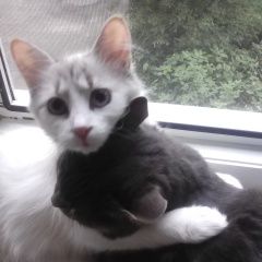 Подробнее об объявлении «Орел Пропала кошка» Фото: пропала кошка  «Орел Пропала кошка» в г. Орел