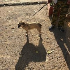 Подробнее об объявлении «Пропала собака кобель Сходня» Фото: пропала собака  «Пропала собака кобель Сходня» в г. Сходня