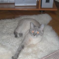 Подробнее об объявлении «Пропала кошка порода тайская старосиамка Москва» Фото: пропала кошка Сиамская «Пропала кошка порода тайская старосиамка Москва» в г. Москва