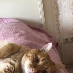 Подробнее об объявлении «Пропал кот Москва» Фото: пропала кошка  «Пропал кот Москва» в г. Москва