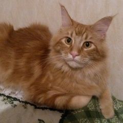 Подробнее об объявлении «Выборг Пропал кот рыжий кот» Фото: пропала кошка Мейн-кун «Выборг Пропал кот рыжий кот» в г. Выборг