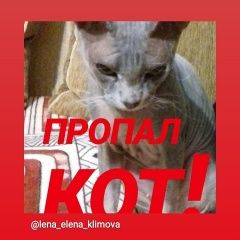 Подробнее об объявлении «Пропал кот Ростов-на-Дону» Фото: пропала кошка Донской сфинкс «Пропал кот Ростов-на-Дону» в г. Ростов-на-Дону