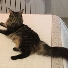 Подробнее об объявлении «Чехов Пропала кошка» Фото: пропала кошка Мейн-кун «Чехов Пропала кошка» в г. Чехов