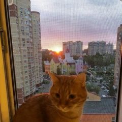 Подробнее об объявлении «Пропал кот крупный рыжий кот Москва» Фото: пропала кошка  «Пропал кот крупный рыжий кот Москва» в г. Москва