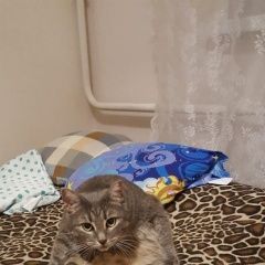 Подробнее об объявлении «Пропал кот помогите найти Москва» Фото: пропала кошка  «Пропал кот помогите найти Москва» в г. Москва