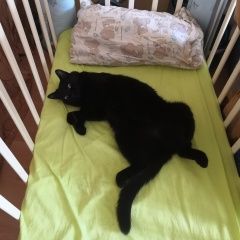 Подробнее об объявлении «Пропала кошка чёрная, метис британки Москва» Фото: пропала кошка Британская короткошерстная «Пропала кошка чёрная, метис британки Москва» в г. Москва