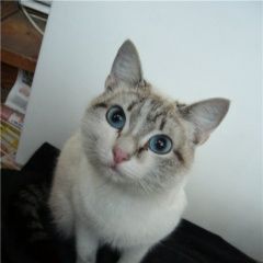 Подробнее об объявлении «Пропала кошка 27/09/18 Мытищи» Фото: пропала кошка  «Пропала кошка 27/09/18 Мытищи» в г. Мытищи