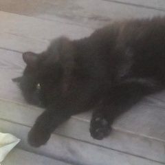 Подробнее об объявлении «Пропал кот помогите найти кота Щелково» Фото: пропала кошка  «Пропал кот помогите найти кота Щелково» в г. Щелково
