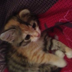 Подробнее об объявлении «Пропала кошка Зеленоград» Фото: пропала кошка  «Пропала кошка Зеленоград» в г. Зеленоград
