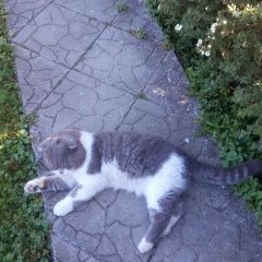 Подробнее об объявлении «Чехов Пропал кот» Фото: пропала кошка Шотландская вислоухая «Чехов Пропал кот» в г. Чехов