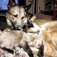 Подробнее об объявлении «Москва Пропала кошка тайка в ошейнике» Фото: пропала кошка Тайская «Москва Пропала кошка тайка в ошейнике» в г. Москва
