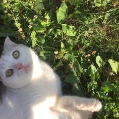 Подробнее об объявлении «Нижний Новгород Пропала кошка» Фото: пропала кошка  «Нижний Новгород Пропала кошка» в г. Нижний Новгород